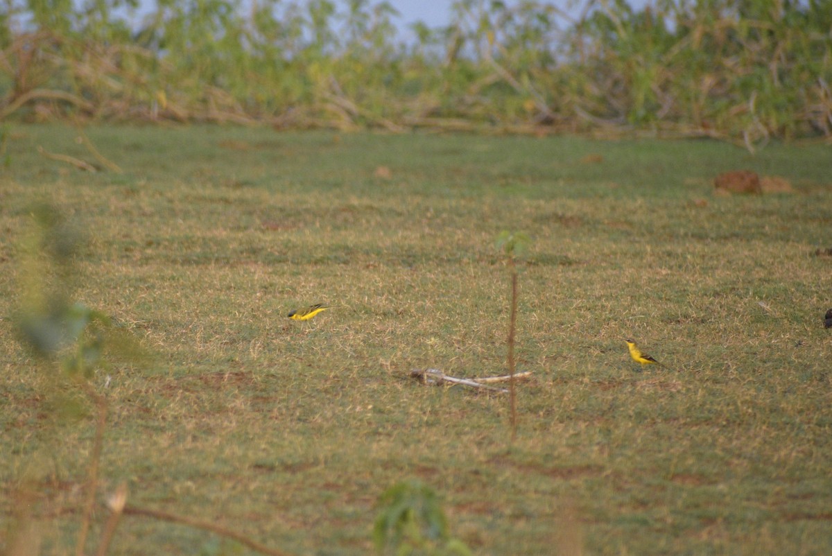 Western Yellow Wagtail - ML635243979