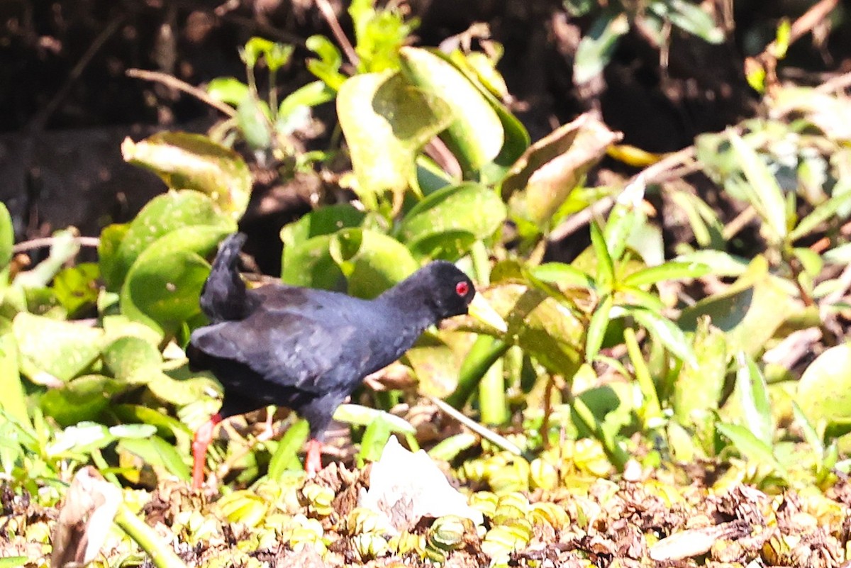 Black Crake - ML635243990