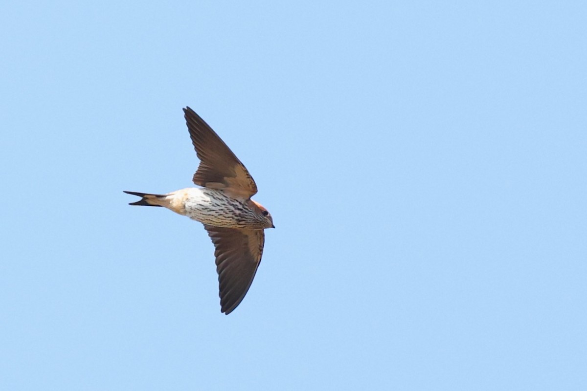 Greater Striped Swallow - ML635244049