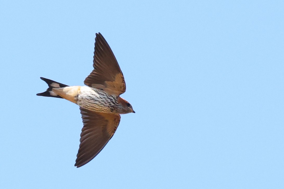 Greater Striped Swallow - ML635244050