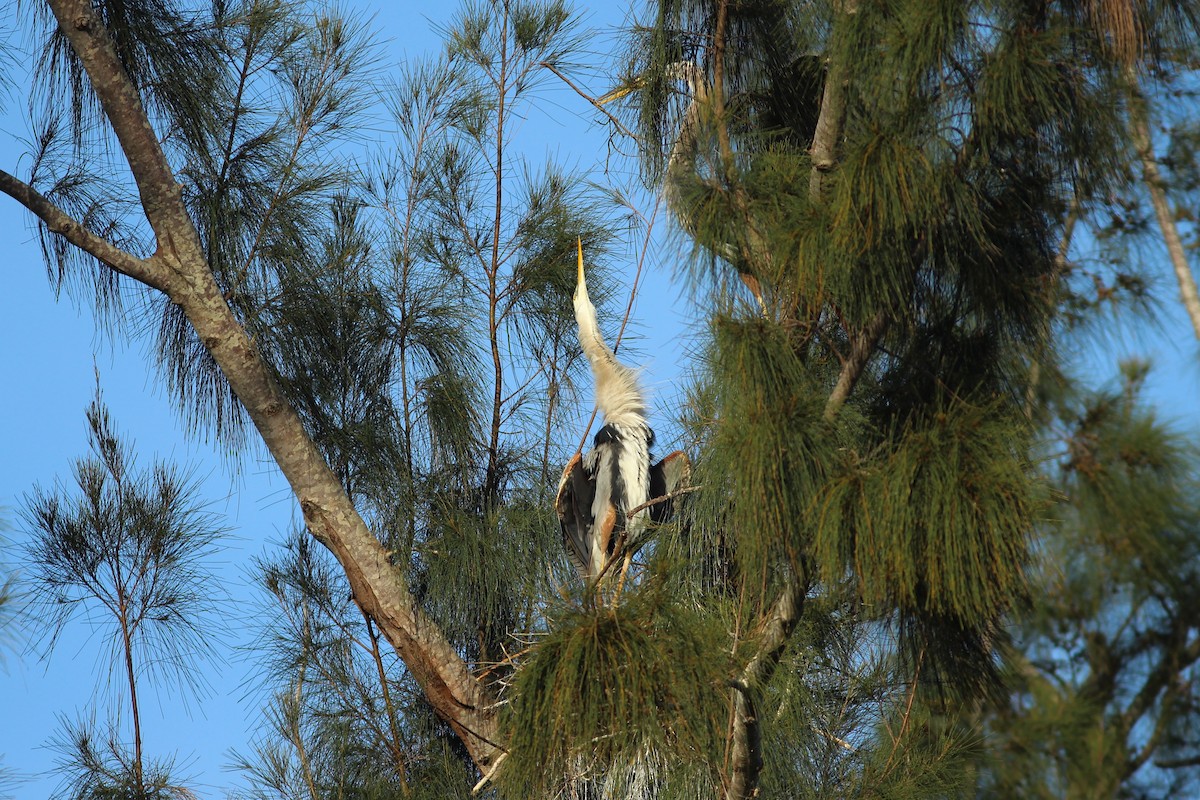 Garza Azulada (grupo herodias) - ML635244096