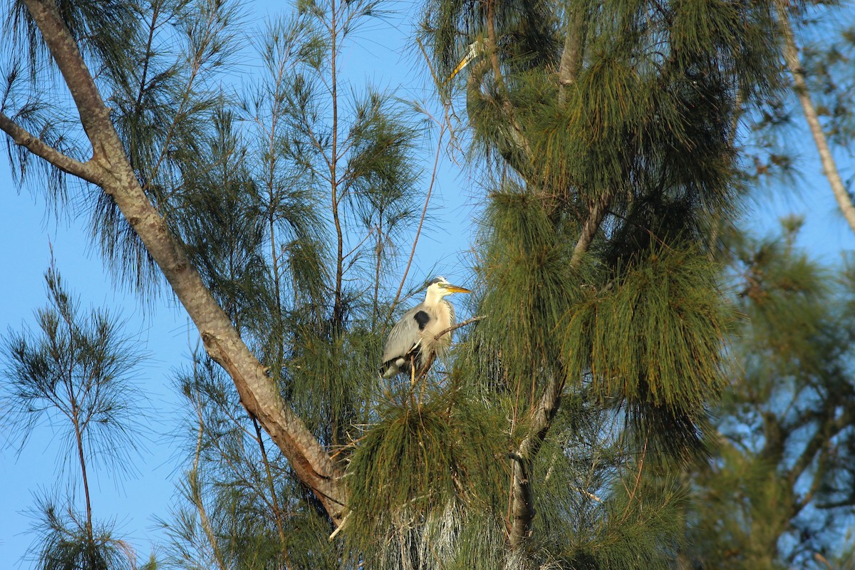 Garza Azulada (grupo herodias) - ML635244104