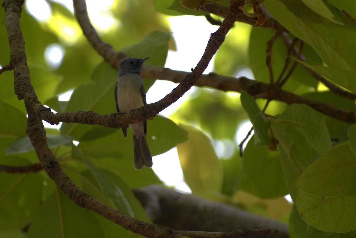 Black-naped Monarch - ML635244111