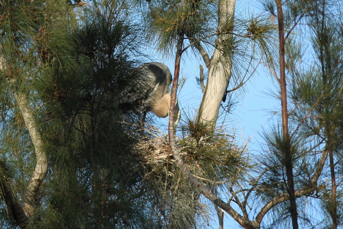 Garza Azulada (grupo herodias) - ML635244120
