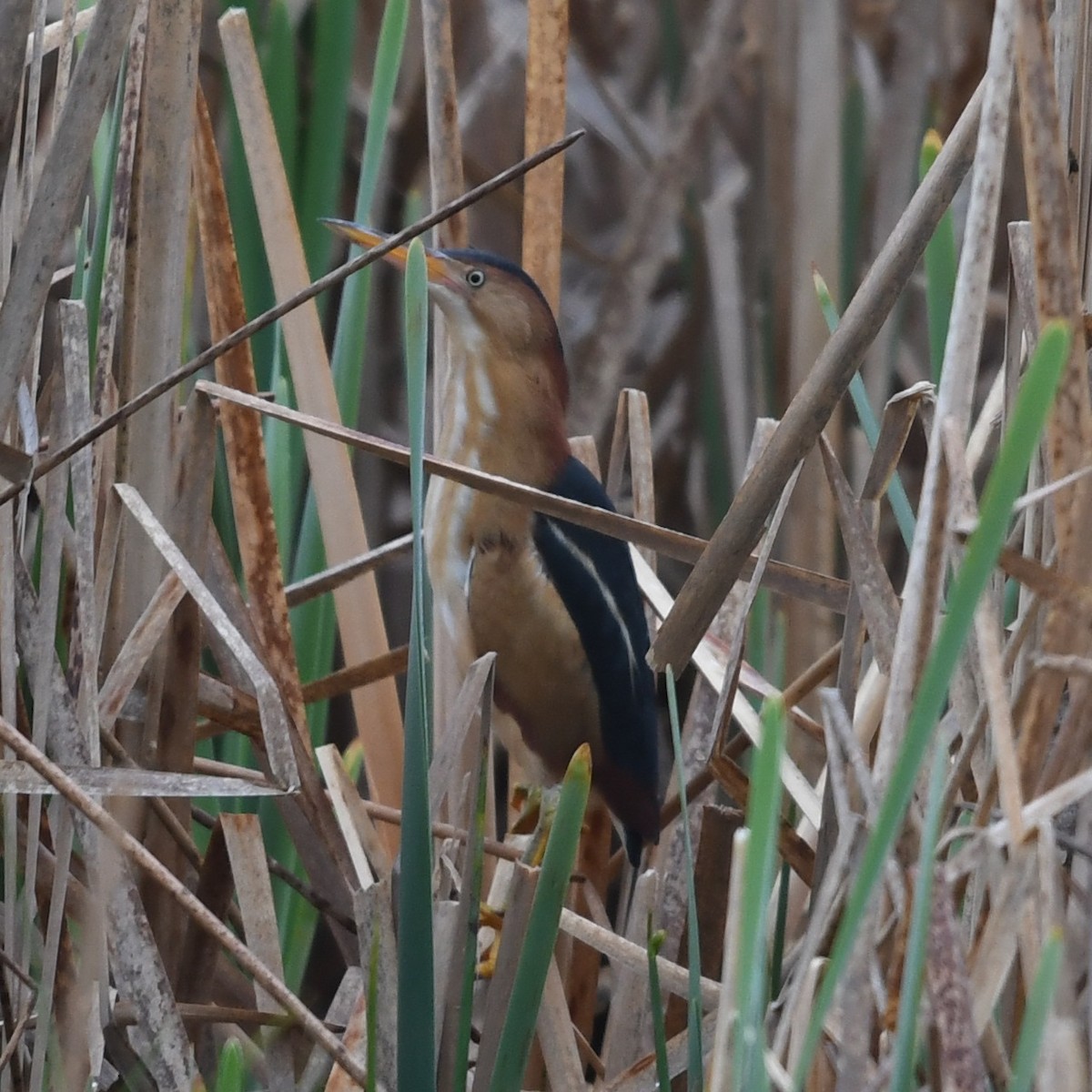 Least Bittern - ML635244132
