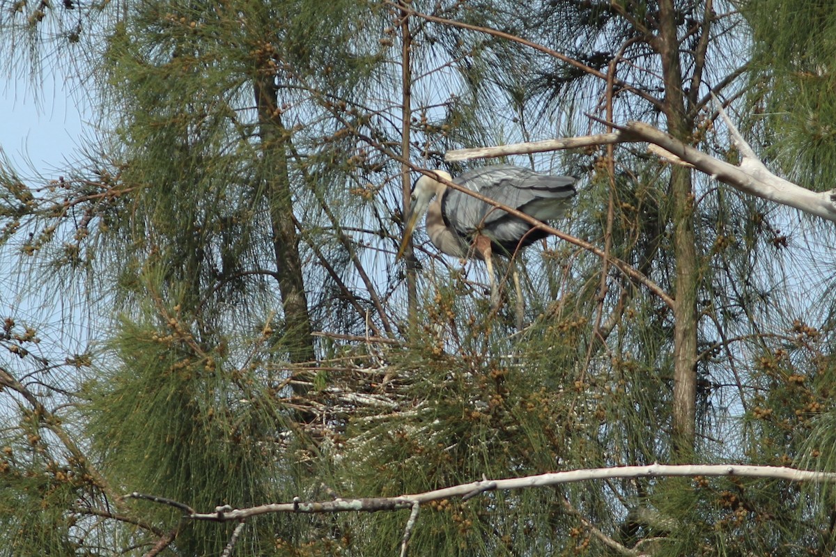 Garza Azulada (grupo herodias) - ML635244167