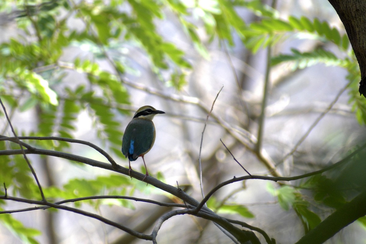 Indian Pitta - ML635244168