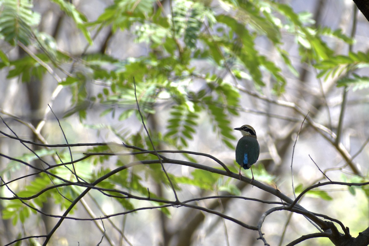 Indian Pitta - ML635244169