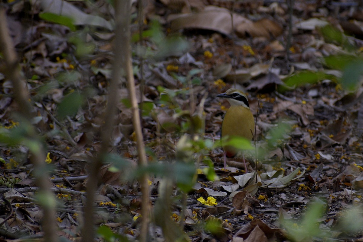 Indian Pitta - ML635244191