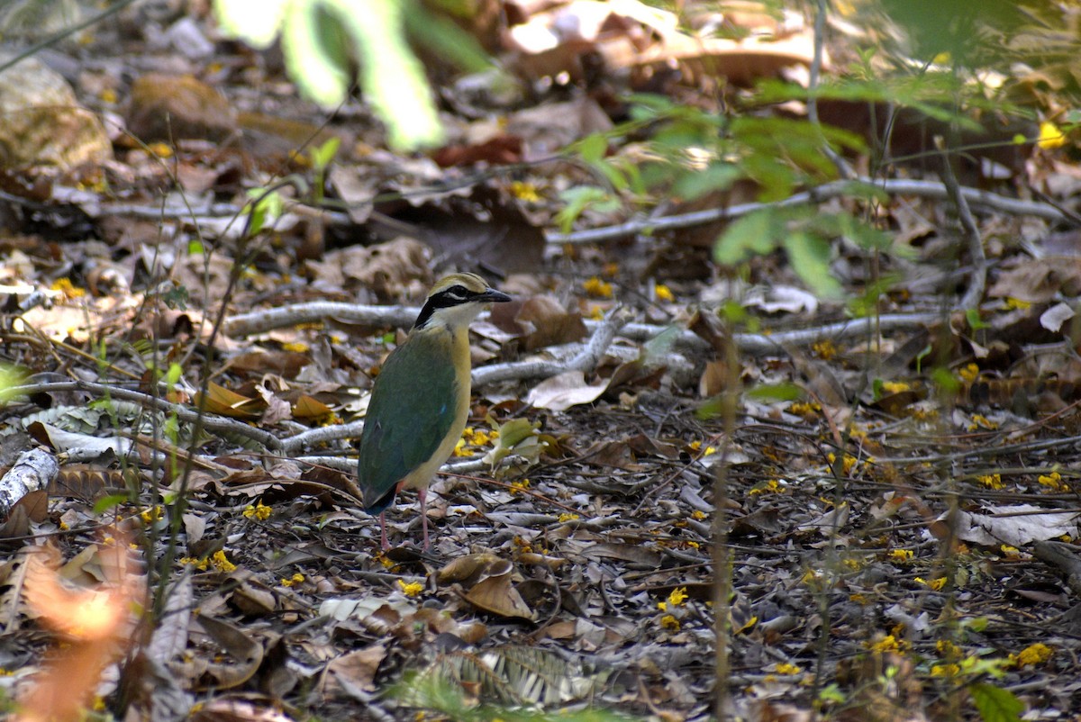 Indian Pitta - ML635244192