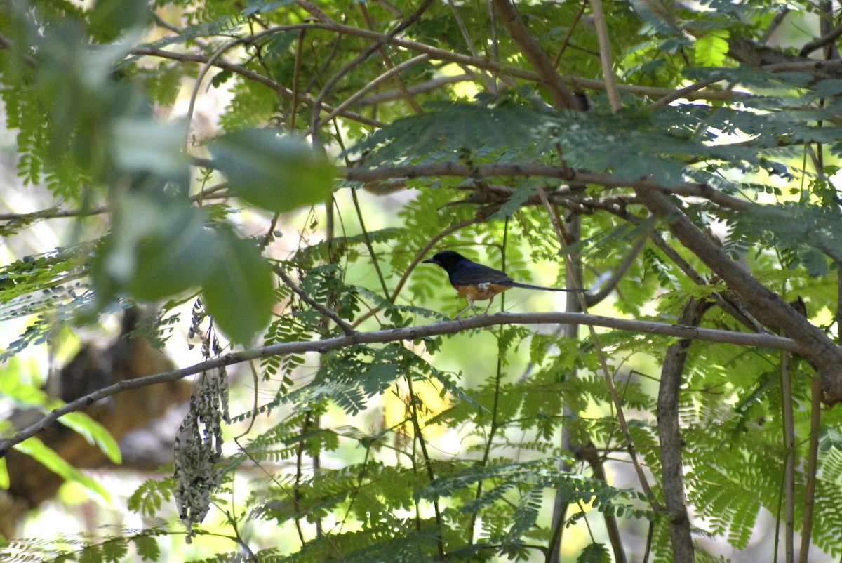 White-rumped Shama - ML635244243