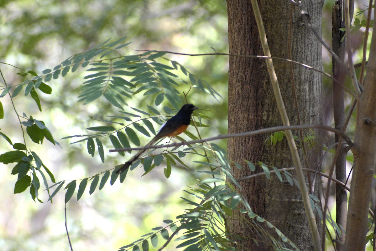 White-rumped Shama - ML635244244