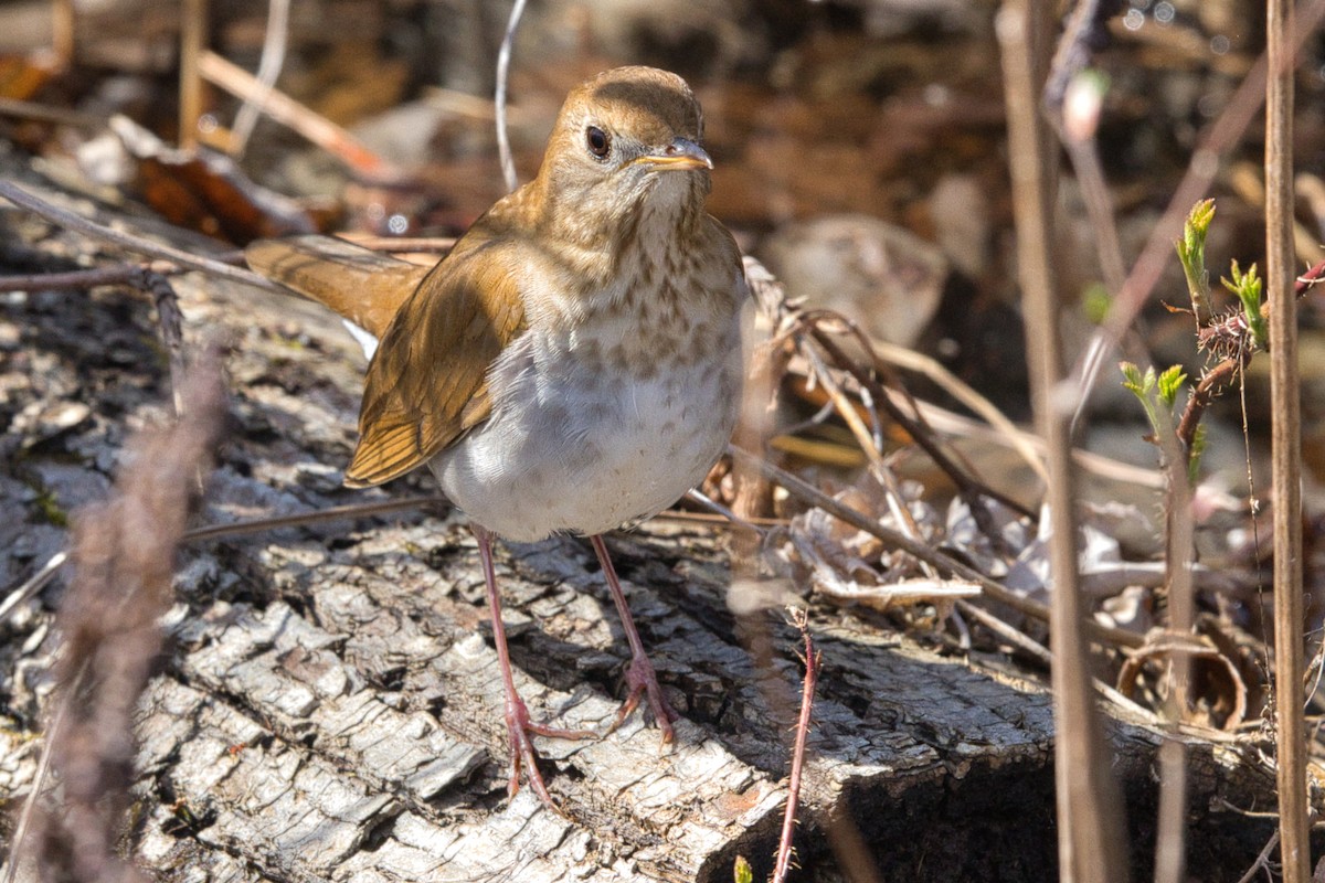 Veery - ML635244257