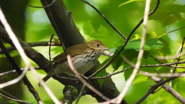 Ovenbird - ML635244276