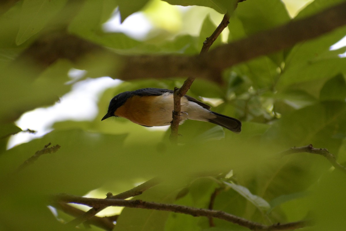 Tickell's Blue Flycatcher - ML635244277