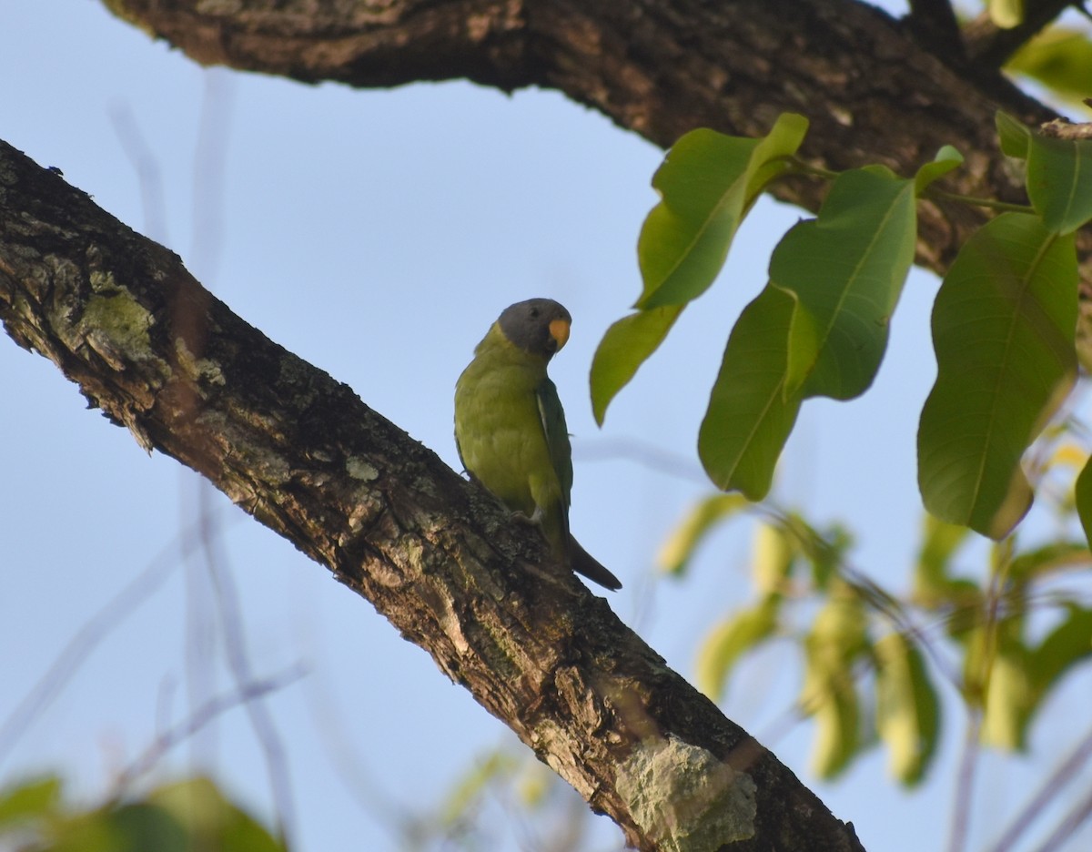 Plum-headed Parakeet - ML635244301