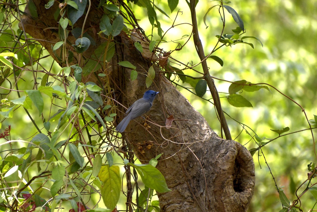 Black-naped Monarch - ML635244304