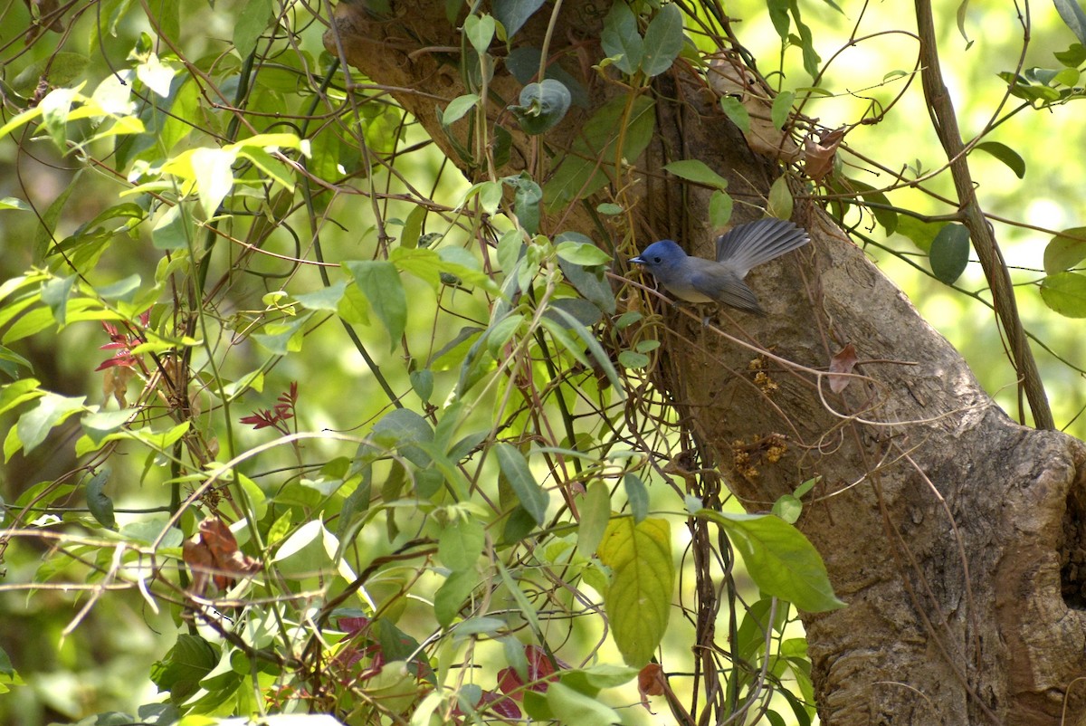 Black-naped Monarch - ML635244305