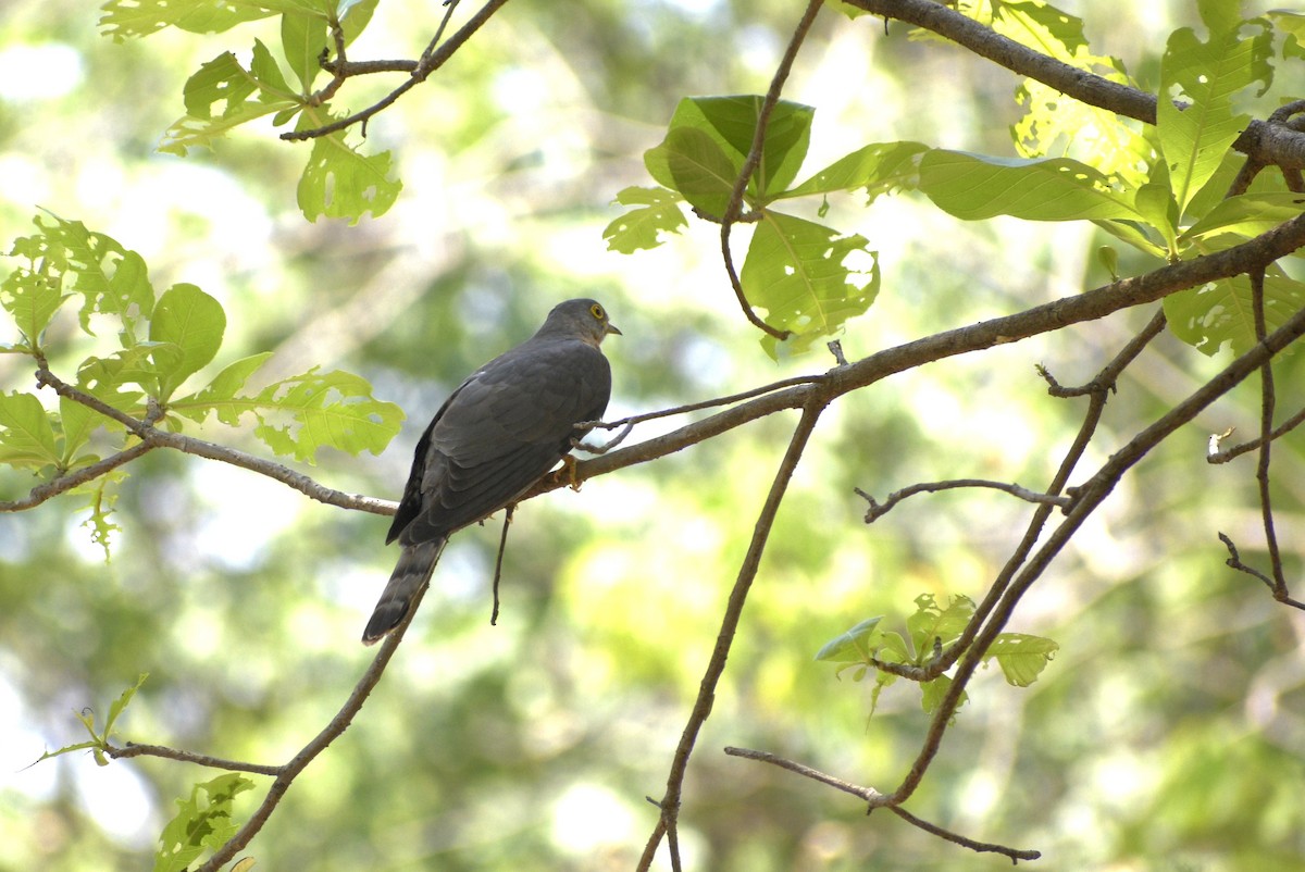 Common Hawk-Cuckoo - ML635244315
