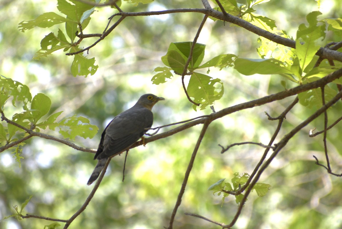 Common Hawk-Cuckoo - ML635244316