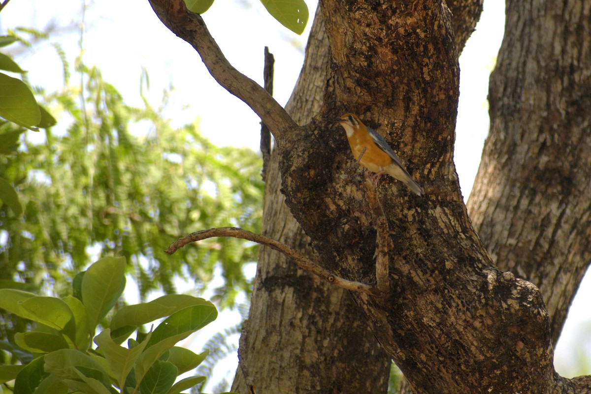 Orange-headed Thrush - ML635244359
