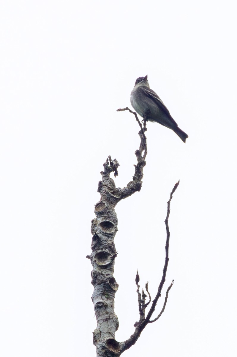 Olive-chested Flycatcher - ML635244428