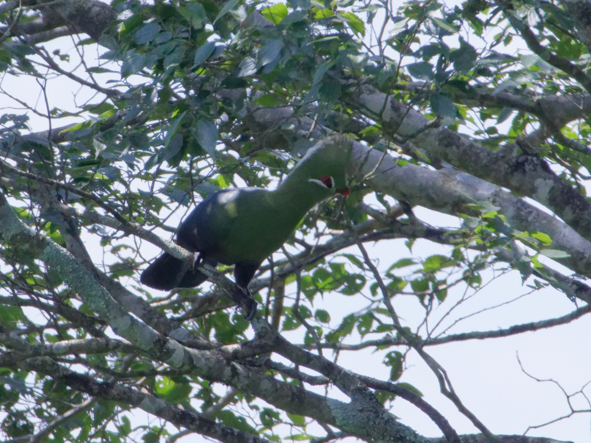Knysna Turaco - ML635244459