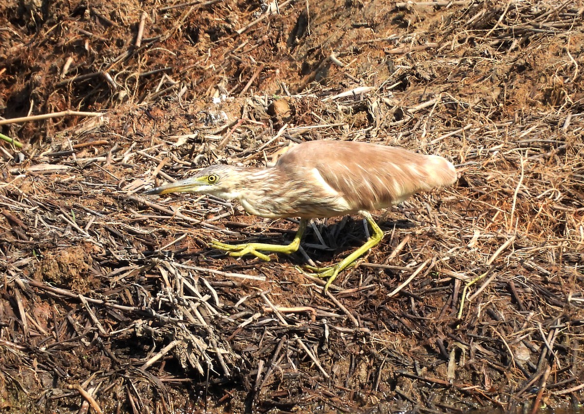 Indian Pond-Heron - ML635244466