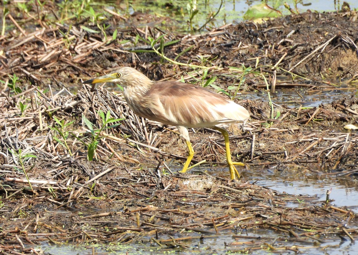 Indian Pond-Heron - ML635244467