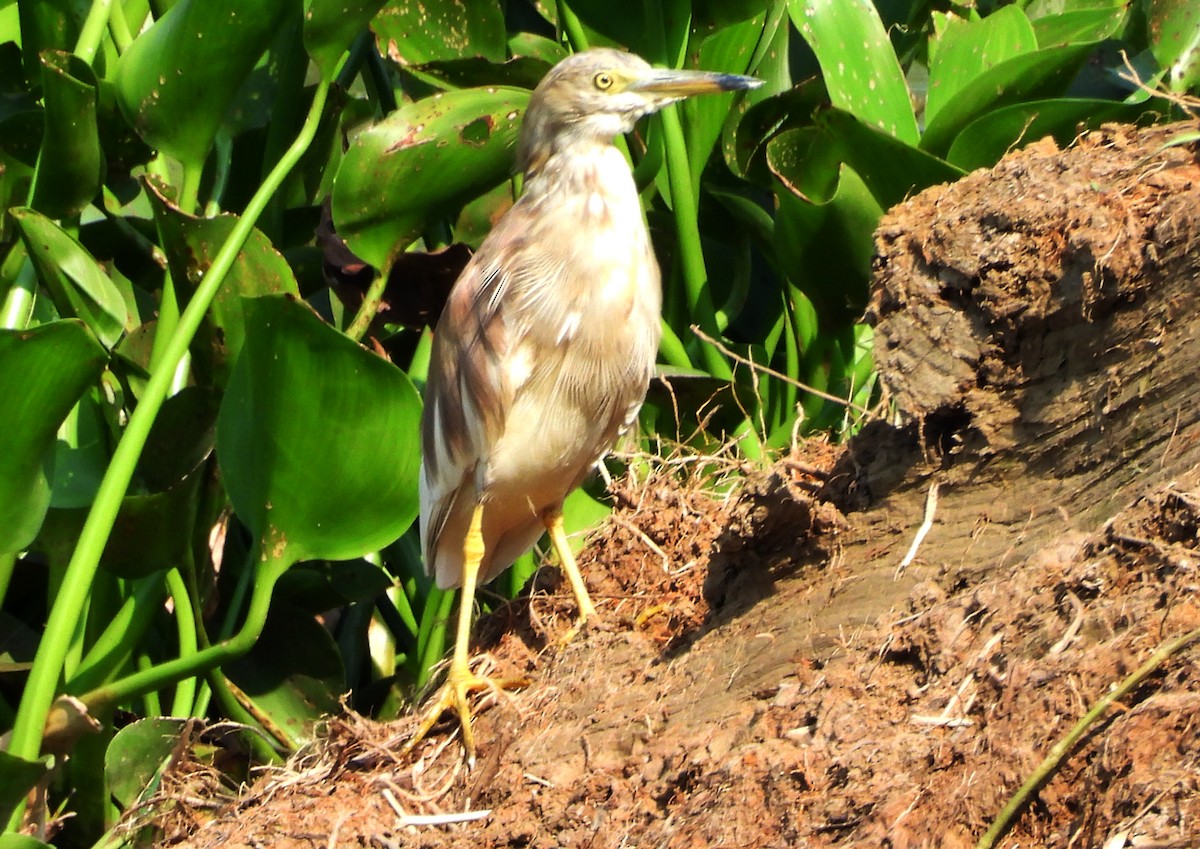 Indian Pond-Heron - ML635244468