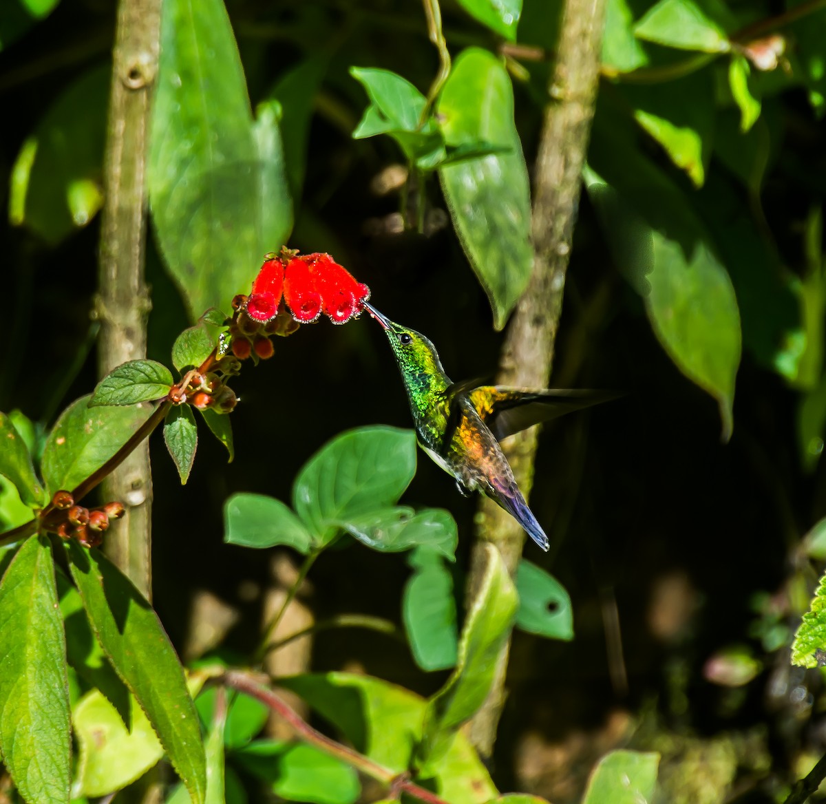 Snowy-bellied Hummingbird - ML635244478