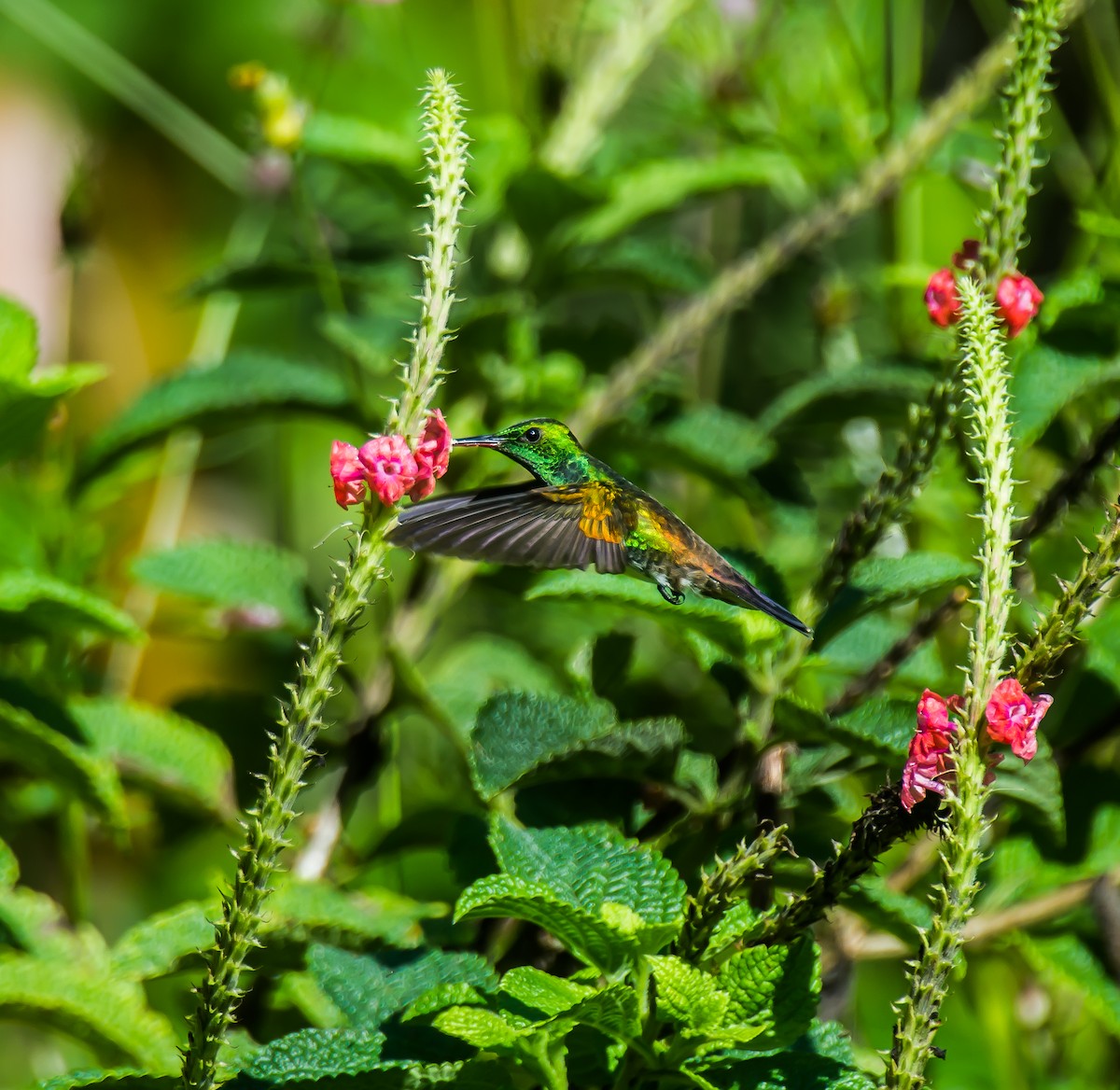 Snowy-bellied Hummingbird - ML635244479