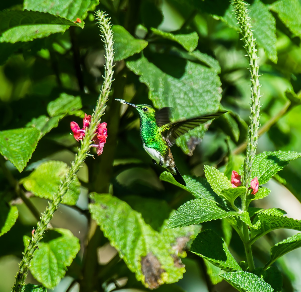 Snowy-bellied Hummingbird - ML635244480