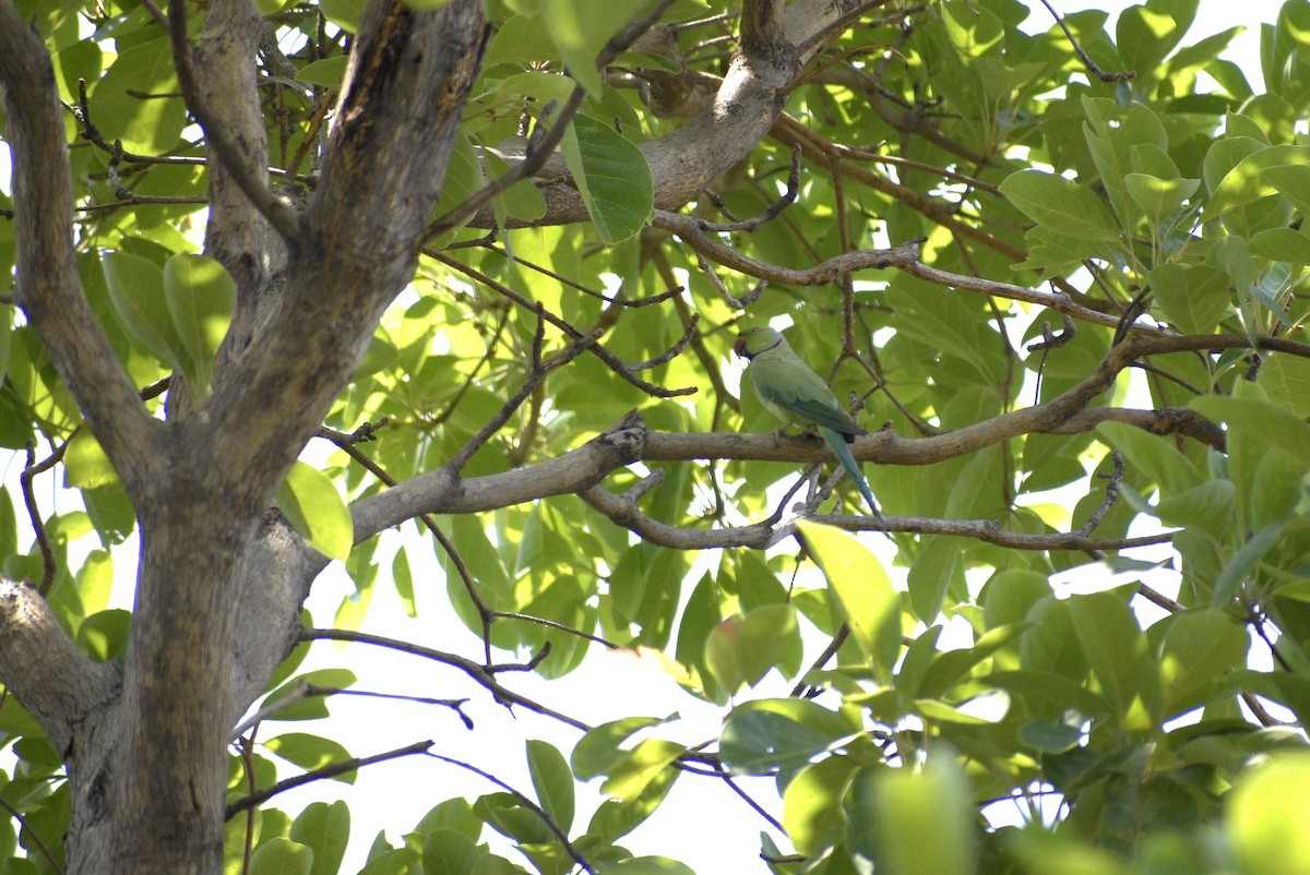 Rose-ringed Parakeet - ML635244542