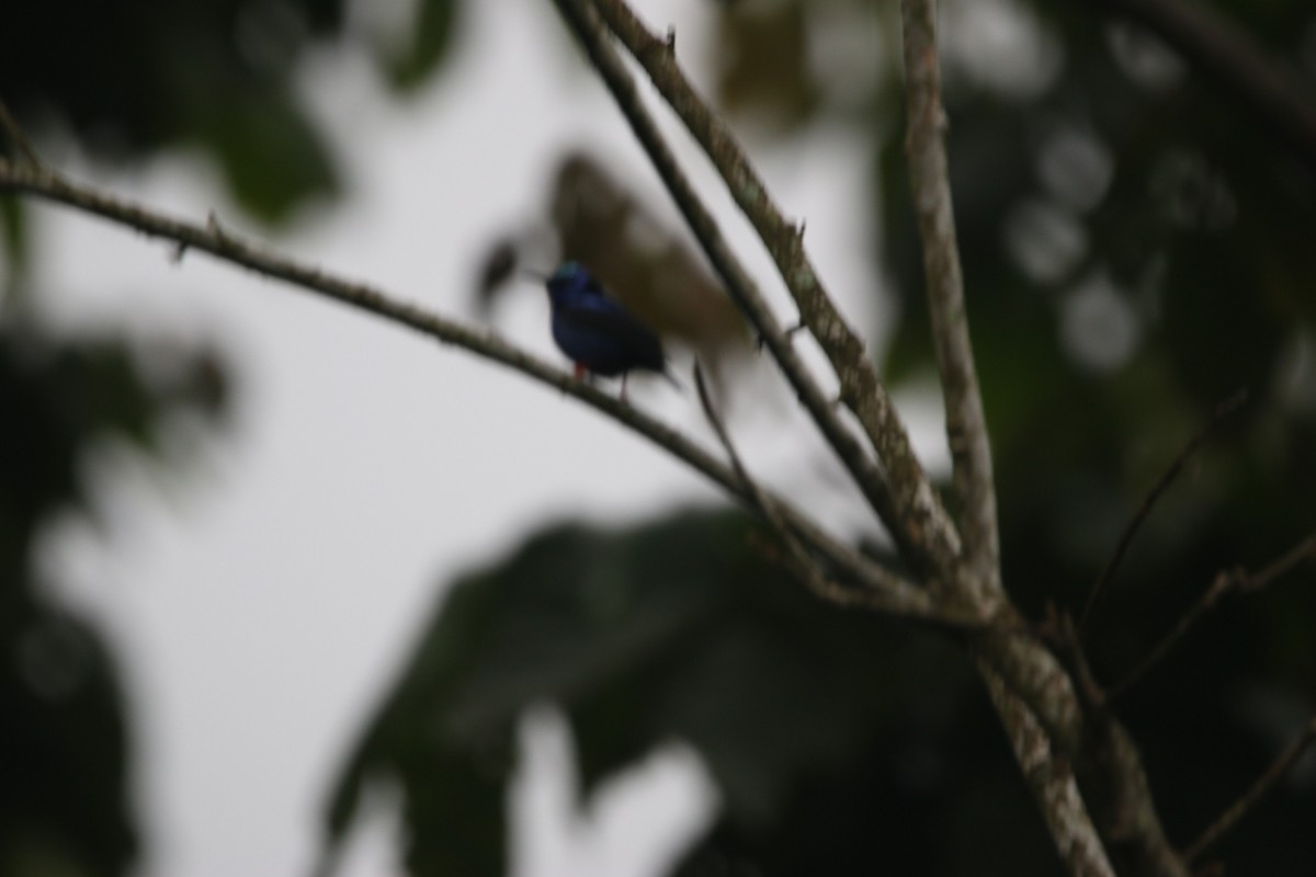 Red-legged Honeycreeper - ML635244555