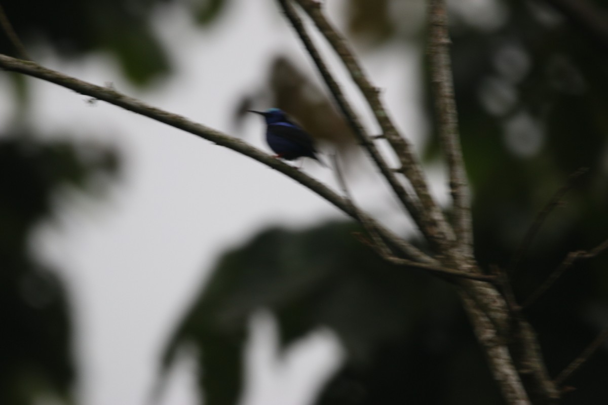 Red-legged Honeycreeper - ML635244556
