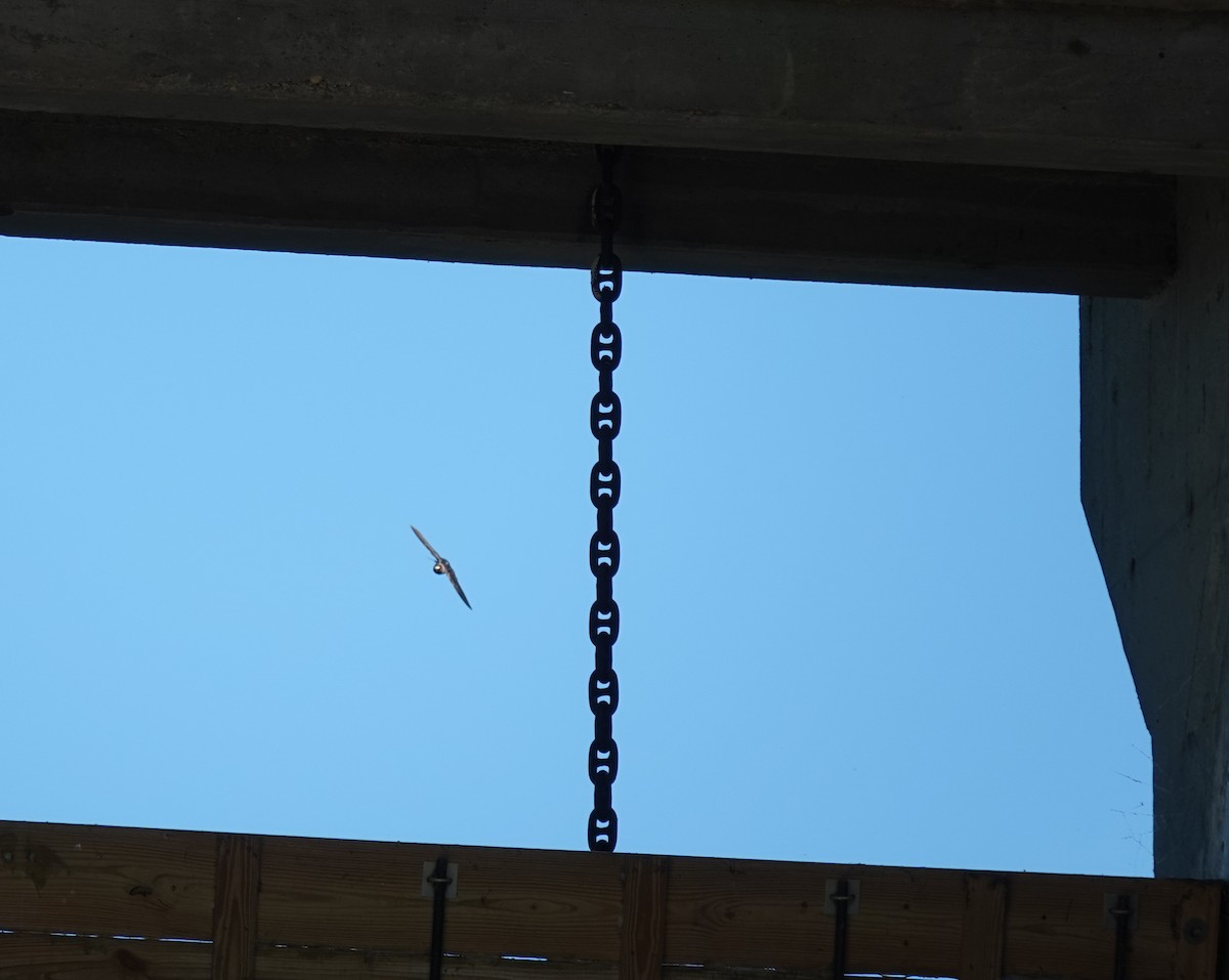 Cliff Swallow - ML635244557