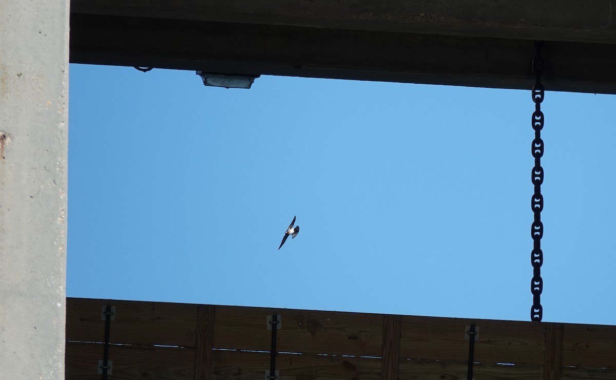 Cliff Swallow - ML635244558