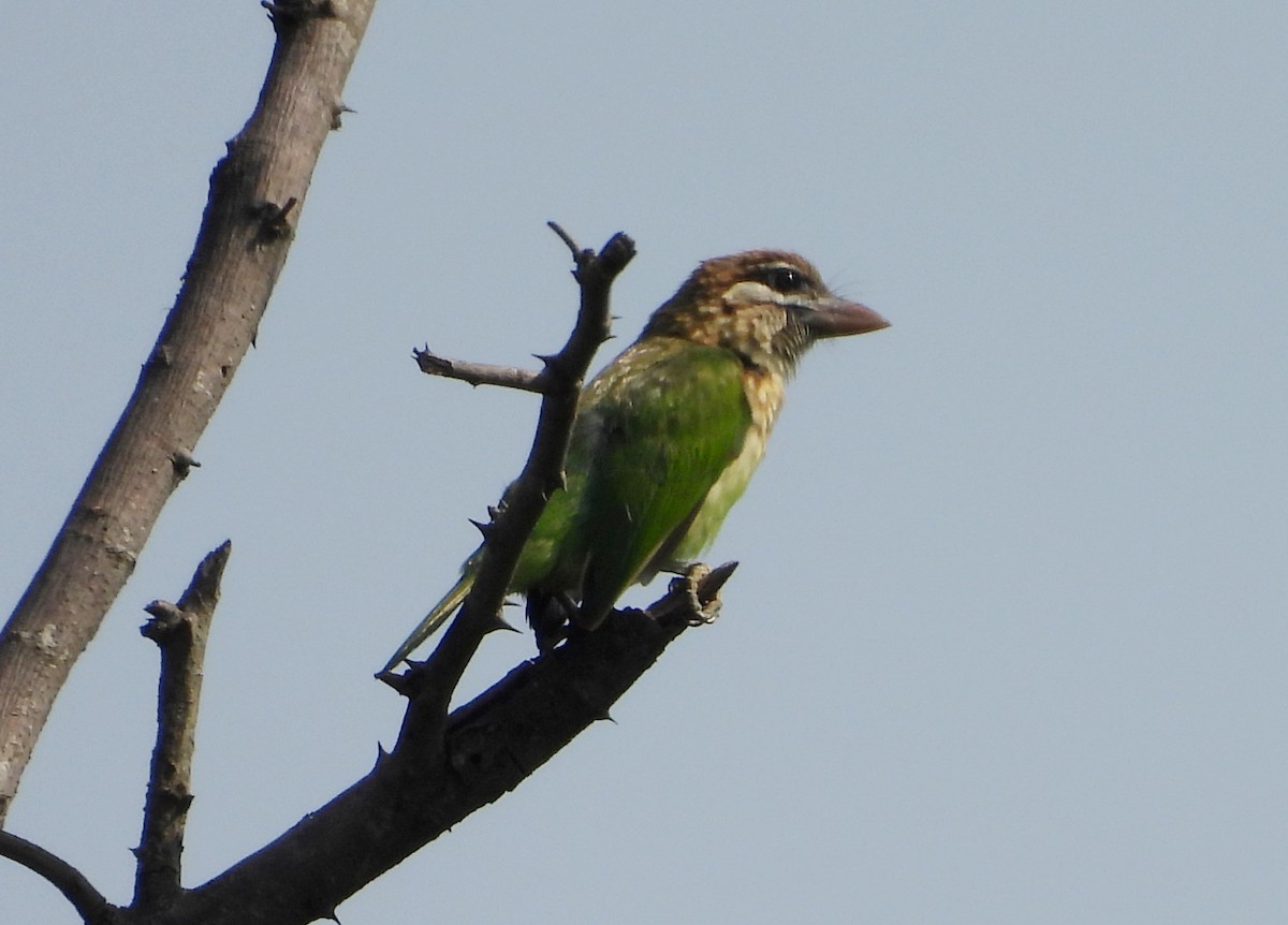 Grünbartvogel - ML635244562