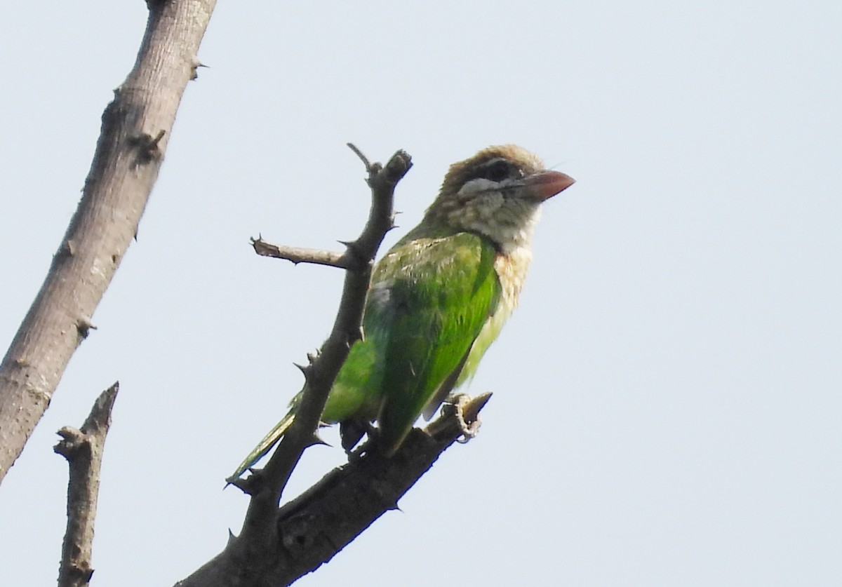 Grünbartvogel - ML635244563