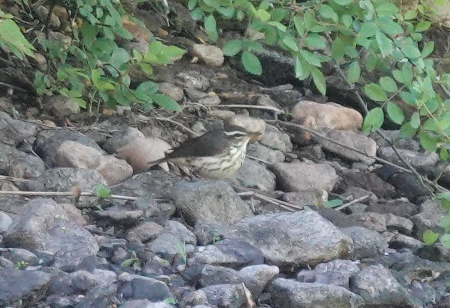 Louisiana Waterthrush - ML635244573
