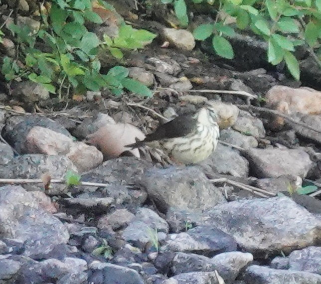 Louisiana Waterthrush - ML635244574