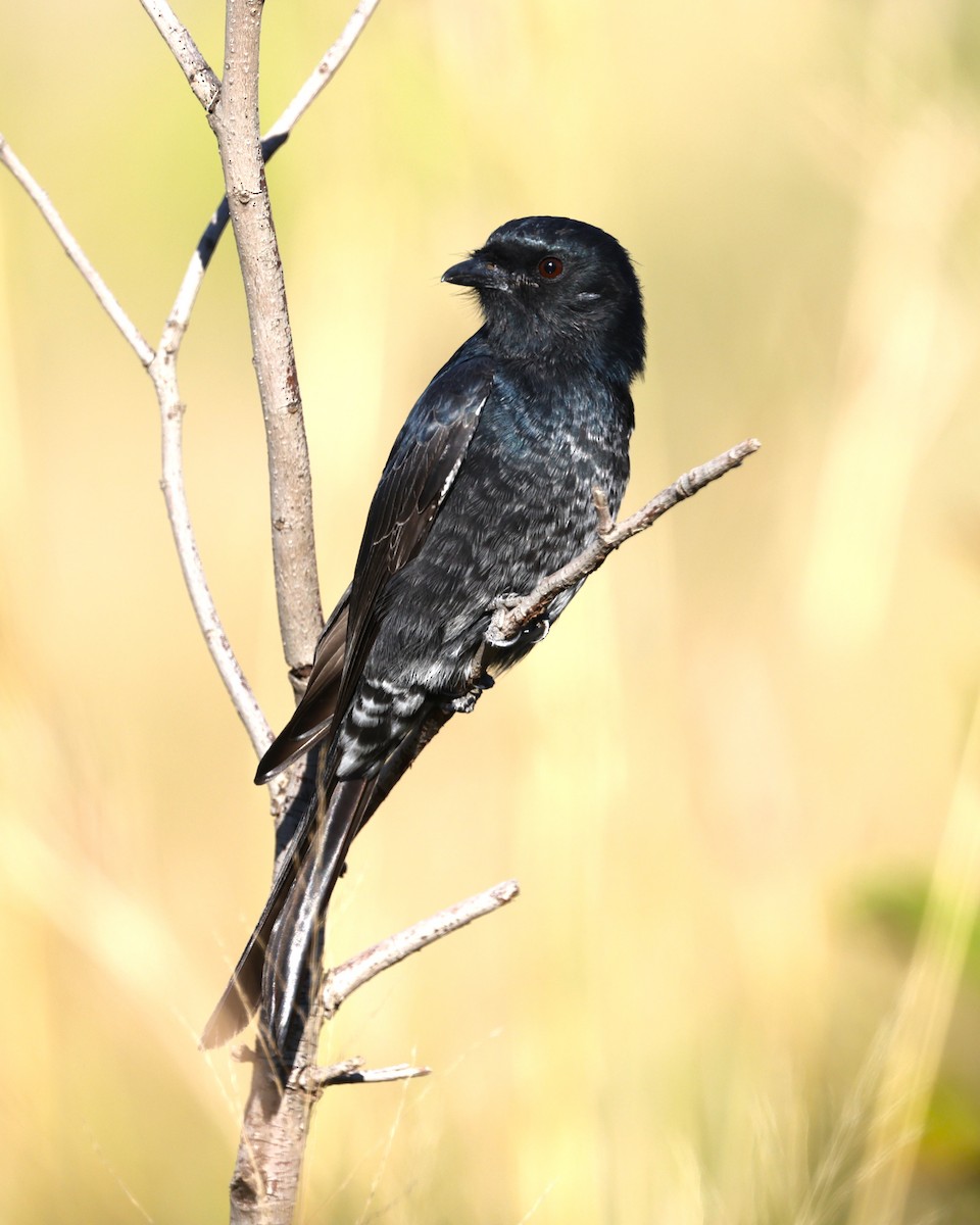 Fork-tailed Drongo - ML635244588