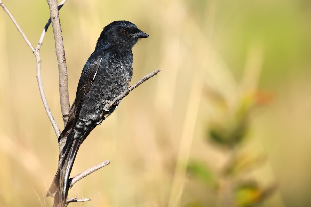 Fork-tailed Drongo - ML635244589