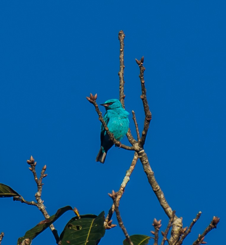 Blue Dacnis - ML635244599