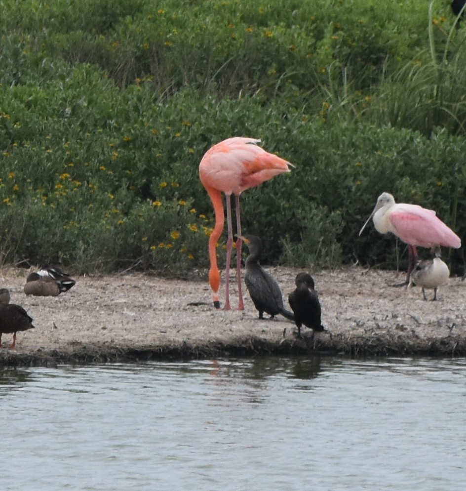 American Flamingo - ML635244629