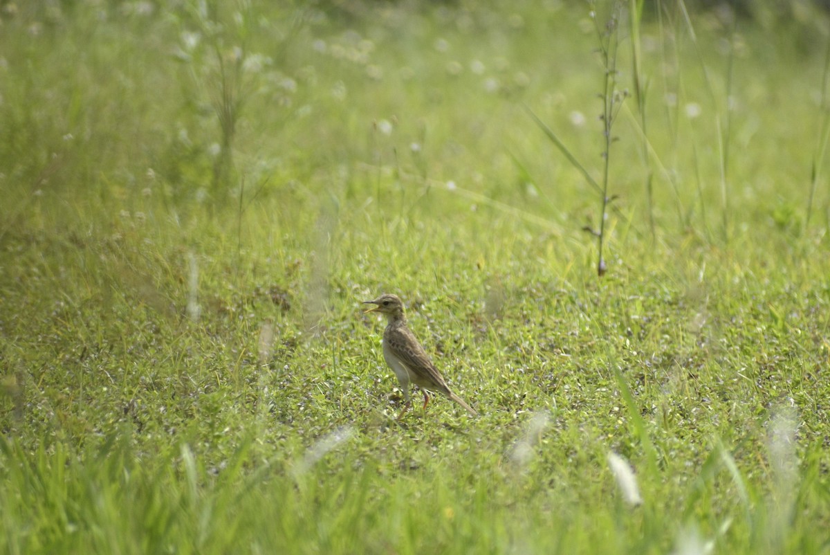 pipit sp. - ML635244667