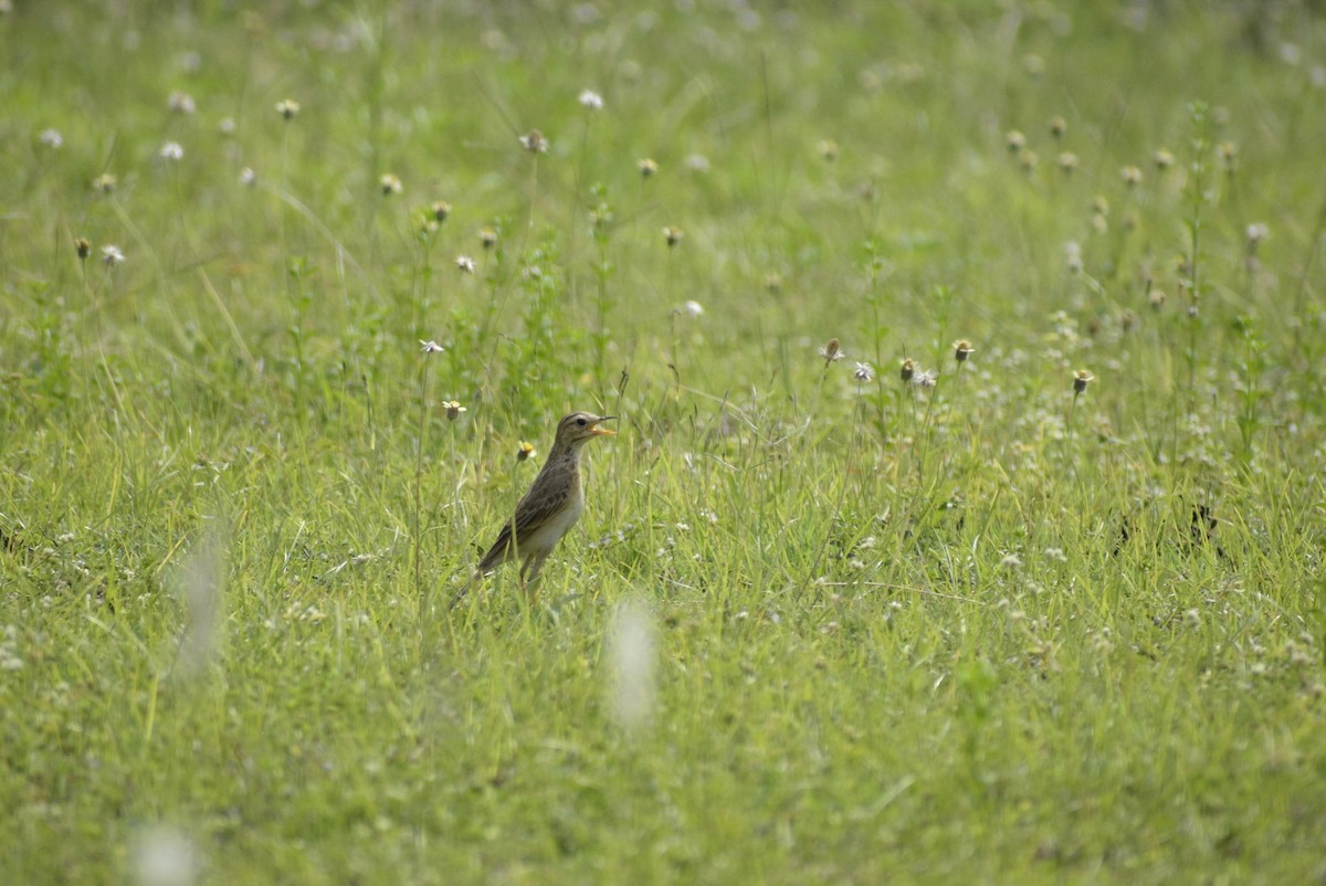 pipit sp. - ML635244668