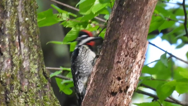 Yellow-bellied Sapsucker - ML635244705
