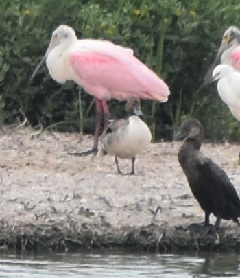 Шовтгор алаг нугас - ML635244715